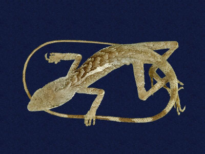 ƦƪԤBǦWG<em>Japalura swinhonis</em><br>W١G廨kh<br>^W١GSwinhoes tree lizard