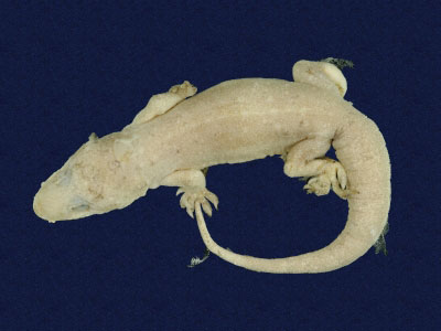 ƦƪԤBǦWG<em>Hemidactylus bowringii</em><br>W١GL粪<br>^W١GBowring's gecko