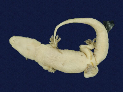 ƦƪԤBǦWG<em>Hemidactylus bowringii</em><br>W١GL粪<br>^W١GBowring's gecko