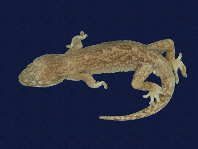 ƦƪԤBǦWG<em>Gekko hokouensis</em><br>W١Guc<br>^W١GHekou's gecko