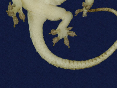 ƦƪԤBǦWG<em>Hemidactylus frenatus</em><br>W١G粪<br>^W١GCommon house gecko