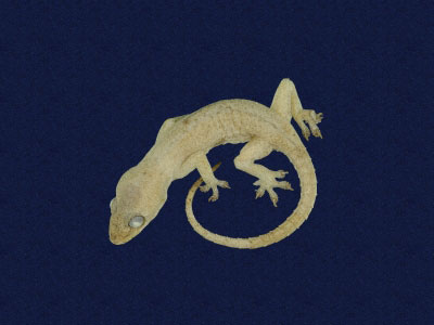 ƦƪԤBǦWG<em>Hemidactylus frenatus</em><br>W١G粪<br>^W١GCommon house gecko