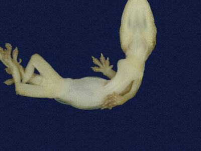 ƦƪԤBǦWG<em>Hemidactylus frenatus</em><br>W١G粪<br>^W١GCommon house gecko