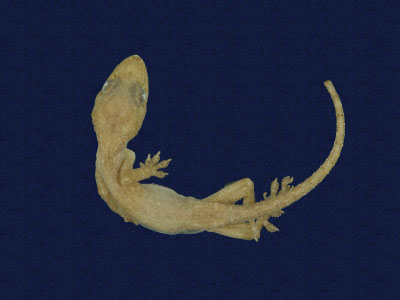 ƦƪԤBǦWG<em>Hemidactylus frenatus</em><br>W١G粪<br>^W١GCommon house gecko