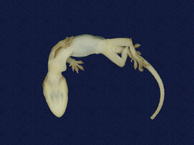 ƦƪԤBǦWG<em>Hemidactylus frenatus</em><br>W١G粪<br>^W١GCommon house gecko