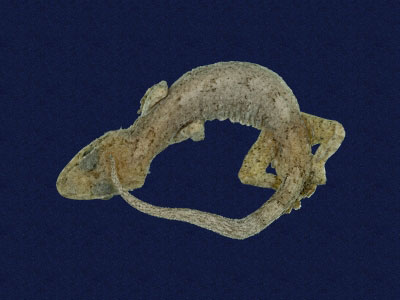 ƦƪԤBǦWG<em>Gekko hokouensis</em><br>W١Guc<br>^W١GHekou's gecko