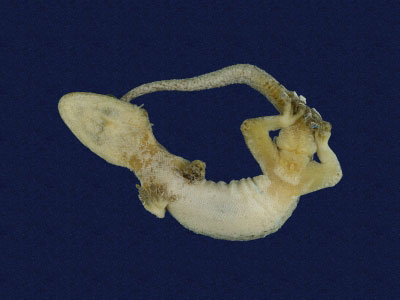 ƦƪԤBǦWG<em>Gekko hokouensis</em><br>W١Guc<br>^W١GHekou's gecko