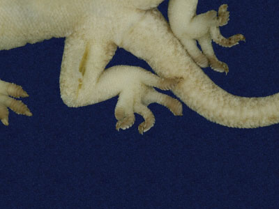 ƦƪԤBǦWG<em>Gekko hokouensis</em><br>W١Guc<br>^W١GHekou's gecko