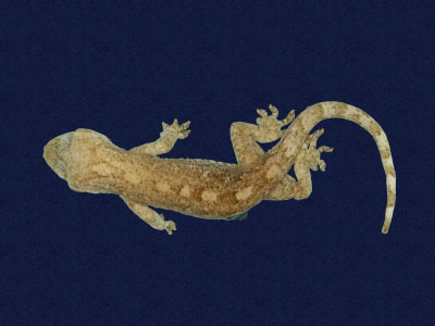 ƦƪԤBǦWG<em>Gekko hokouensis</em><br>W١Guc<br>^W١GHekou's gecko
