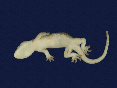 ƦƪԤBǦWG<em>Gekko hokouensis</em><br>W١Guc<br>^W١GHekou's gecko