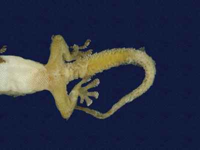 ƦƪԤBǦWG<em>Hemidactylus frenatus</em><br>W١G粪<br>^W١GCommon house gecko