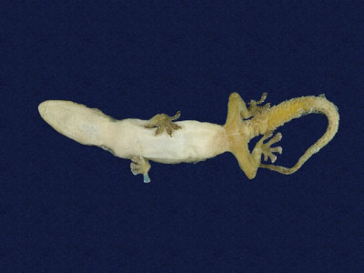 ƦƪԤBǦWG<em>Hemidactylus frenatus</em><br>W١G粪<br>^W١GCommon house gecko