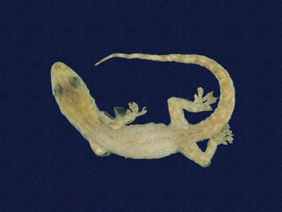 ƦƪԤBǦWG<em>Hemidactylus frenatus</em><br>W١G粪<br>^W١GCommon house gecko