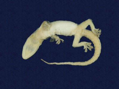 ƦƪԤBǦWG<em>Hemidactylus frenatus</em><br>W١G粪<br>^W١GCommon house gecko