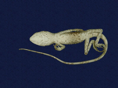 ƦƪԤBǦWG<em>Japalura swinhonis</em><br>W١G廨kh<br>^W١GSwinhoes tree lizard