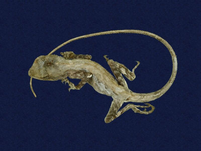 ƦƪԤBǦWG<em>Japalura swinhonis</em><br>W١G廨kh<br>^W١GSwinhoes tree lizard