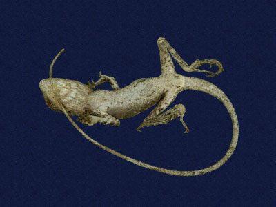 ƦƪԤBǦWG<em>Japalura swinhonis</em><br>W١G廨kh<br>^W١GSwinhoes tree lizard