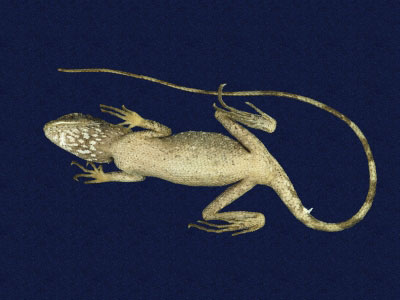 ƦƪԤBǦWG<em>Japalura swinhonis</em><br>W١G廨kh<br>^W١GSwinhoes tree lizard