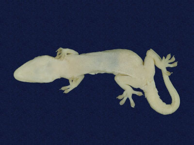 ƦƪԤBǦWG<em>Hemidactylus frenatus</em><br>W١G粪<br>^W١GCommon house gecko