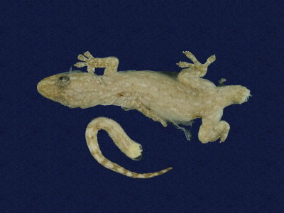 ƦƪԤBǦWG<em>Hemidactylus frenatus</em><br>W١G粪<br>^W١GCommon house gecko