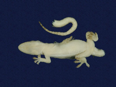 ƦƪԤBǦWG<em>Hemidactylus frenatus</em><br>W١G粪<br>^W١GCommon house gecko