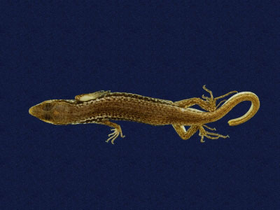 ƦƪԤBǦWG<em>Sphenomorphus indicus</em><br>W١GL׸h<br>^W١GIndian forest skink