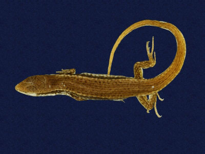 ƦƪԤBǦWG<em>Sphenomorphus indicus</em><br>W١GL׸h<br>^W١GIndian forest skink