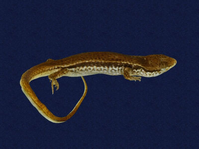 ƦƪԤBǦWG<em>Sphenomorphus indicus</em><br>W١GL׸h<br>^W١GIndian forest skink