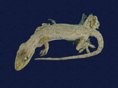 ƦƪԤBǦWG<em>Hemidactylus frenatus</em><br>W١G粪<br>^W١GCommon house gecko