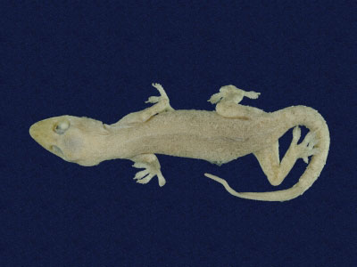 ƦƪԤBǦWG<em>Hemidactylus frenatus</em><br>W١G粪<br>^W١GCommon house gecko