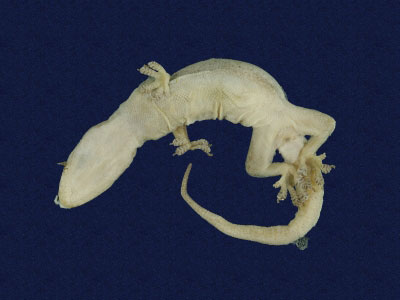 ƦƪԤBǦWG<em>Hemidactylus frenatus</em><br>W١G粪<br>^W١GCommon house gecko