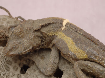 ƦƪԤBǦWG<em>Japalura polygonata xanthostoma</em><br>W١Gfkh<br>^W١GYellow-mouthed japalura