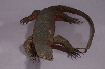 ƦƪԤBǦWG<em>Varanus salvator</em><br>W١GAh<br>^W١GCommon water monitor