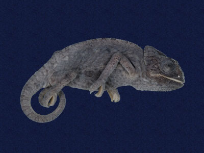 ƦƪԤBǦWG<em>Chamaeleo chamaeleon</em><br>W١Gڬwܦhi<br>^W١GMedeterranean Chameleon