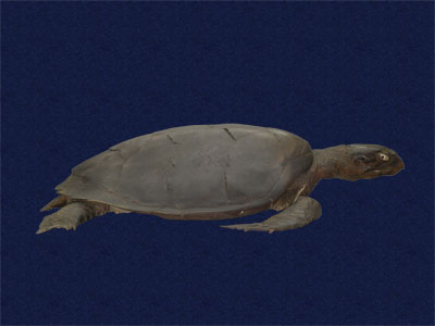 ƦƪԤBǦWG<em>Chelonia mydas japonica</em><br>W١Gt<br>^W١GGreen turtle