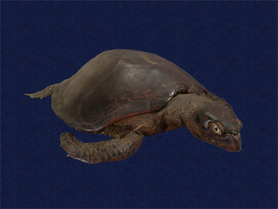 ƦƪԤBǦWG<em>Chelonia mydas japonica</em><br>W١Gt<br>^W١GGreen turtle