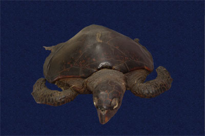 ƦƪԤBǦWG<em>Chelonia mydas japonica</em><br>W١Gt<br>^W١GGreen turtle