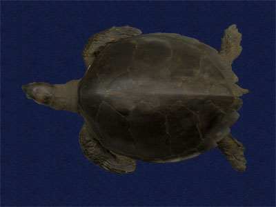 ƦƪԤBǦWG<em>Chelonia mydas japonica</em><br>W١Gt<br>^W١GGreen turtle