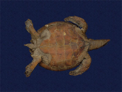 ƦƪԤBǦWG<em>Chelonia mydas japonica</em><br>W١Gt<br>^W١GGreen turtle