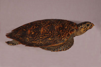 ƦƪԤBǦWG<em>Eretmochelys imbricata squamata</em><br>W١Gŷ<br>^W١GTortoise-shelled turtle