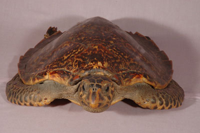 ƦƪԤBǦWG<em>Eretmochelys imbricata squamata</em><br>W١Gŷ<br>^W١GTortoise-shelled turtle