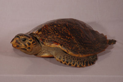 ƦƪԤBǦWG<em>Eretmochelys imbricata squamata</em><br>W١Gŷ<br>^W١GTortoise-shelled turtle