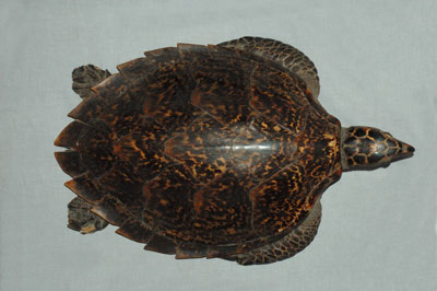 ƦƪԤBǦWG<em>Eretmochelys imbricata squamata</em><br>W١Gŷ<br>^W١GTortoise-shelled turtle