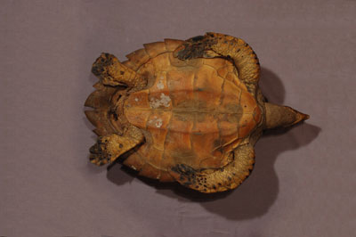 ƦƪԤBǦWG<em>Eretmochelys imbricata squamata</em><br>W١Gŷ<br>^W١GTortoise-shelled turtle