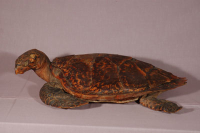 ƦƪԤBǦWG<em>Eretmochelys imbricata squamata</em><br>W١Gŷ<br>^W١GTortoise-shelled turtle