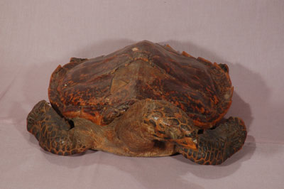 ƦƪԤBǦWG<em>Eretmochelys imbricata squamata</em><br>W١Gŷ<br>^W١GTortoise-shelled turtle