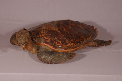 ƦƪԤBǦWG<em>Eretmochelys imbricata squamata</em><br>W١Gŷ<br>^W١GTortoise-shelled turtle