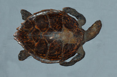 ƦƪԤBǦWG<em>Eretmochelys imbricata squamata</em><br>W١Gŷ<br>^W١GTortoise-shelled turtle