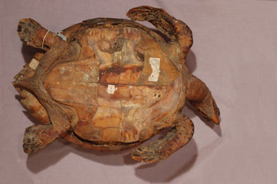 ƦƪԤBǦWG<em>Eretmochelys imbricata squamata</em><br>W١Gŷ<br>^W١GTortoise-shelled turtle