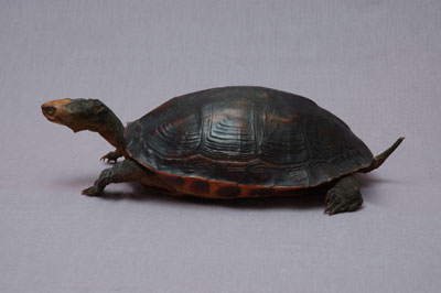 ƦƪԤBǦWG<em>Ocadia sinensis</em><br>W١Gt<br>^W١GChinese striped-neck turtle